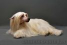 Oriental Jokes D'Evanescence Chinese Crested