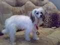 Jasmin Abigaly Chinese Crested