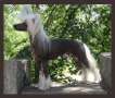 WhisperingLn' To Infinity N' Beyond Chinese Crested