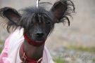 Nikita Chinese Crested