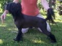 Agent Labas Rytas Chinese Crested