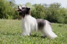 Sky Miracle Gertsog Grand Show Chinese Crested