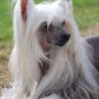 Ch.Havana Sunset Gattaca Sensiamore Chinese Crested