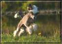 Goulden Chinese's Yang Chinese Crested