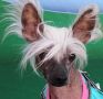 Orchid Nexus Chinese Crested