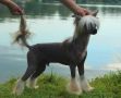 Angel O' Check Zmei Gorunuch Chinese Crested