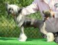 Grand Sunlife Toretto Dominik Chinese Crested