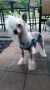 Sunlit's White Knight Chinese Crested