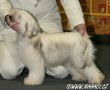 Kaline of Honeycroft Chinese Crested