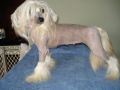 Spiritual Rapunzel Chinese Crested
