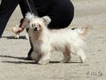 Sun Dan Party Babe Chinese Crested