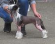 Ognenny Lotos Xavroshehka Chinese Crested