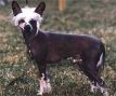 Mo Sumo Hu Ching de Sanwill Chinese Crested