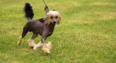 King of Ring Exotic Baltic Chinese Crested