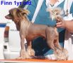 Egyptianmist My Hero Chinese Crested