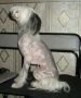 Strong Style Juli Anna Chinese Crested