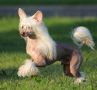 Zvezdny Medved First Fire Olimp Chinese Crested