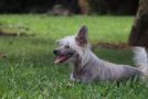 Eashik Special Alice Kwan Yuri Chow Chinese Crested