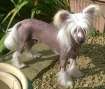 Carregcoch Constantine avec pufflepaws Chinese Crested