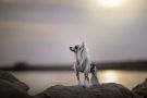 Ganesha Empathie Chinese Crested