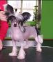 Miniatura Club Chulpan Chinese Crested
