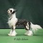 CH Sondras Overdrive With our Hotrod Lincoln at Kylin Chinese Crested