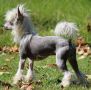 Domino Effect z Andelovy dlane Chinese Crested