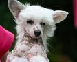 Liliah Im A Naked Toy Boy Chinese Crested