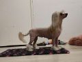 Naked Stars The Last In Line Chinese Crested