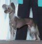 Marquis Witchy Woman HL Chinese Crested