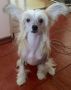 Mashama Mazi Rus Chazi Vuli Chinese Crested