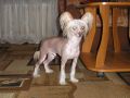 Stalker s Tushinskogo Doma Chinese Crested