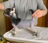 Taja Spirit Of Dragon Soul-Long Chinese Crested