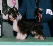 Tri-cas Top See Turvie Chinese Crested