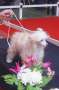 Ehra Little Champs Chinese Crested