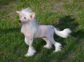 Magic of Success Zarina Chinese Crested