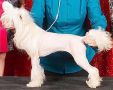 Mosaic's Angel In The Centerfold Chinese Crested