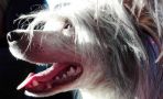 Zodellin Gypsytramp And Thief Chinese Crested