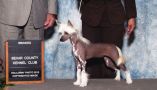 Bcnu Joy Of My Heart Chinese Crested