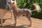 Jaime Queen Malverne Chinese Crested