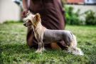 Famrus Macarena Chinese Crested