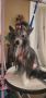 Gardine Need for Speed Chinese Crested