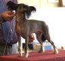 Brodiegan Bare It All With Beaulion Chinese Crested