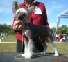 Lordi Chinese Crested