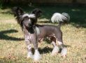 EverCrest-JRF Bound for Glory Chinese Crested