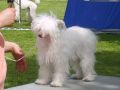 Suanho's Keegsquaw Chinese Crested