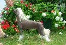 Kotickee's Eternity By Calvin Klein Chinese Crested