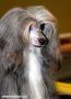 Uncle Sam Of Honeycroft Chinese Crested