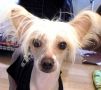 Ozzy Given By Giga Chinese Crested