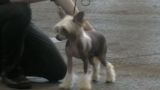 Doucai's Bringing It On Chinese Crested